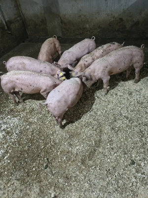 Vand soldani - imagine 4