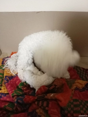 De vânzare puii de bichoni frisse  - imagine 3