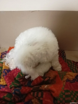 De vânzare puii de bichoni frisse  - imagine 2