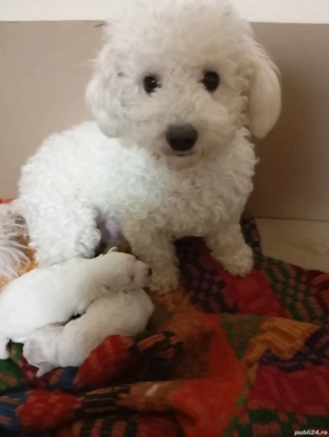 De vânzare puii de bichoni frisse 