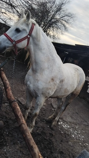 cal de vânzare  - imagine 5