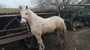 cal de vânzare  - imagine 4