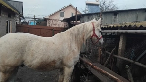 cal de vânzare  - imagine 3