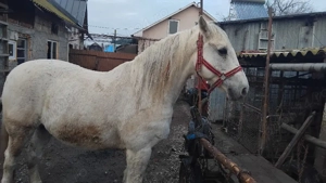 cal de vânzare  - imagine 2