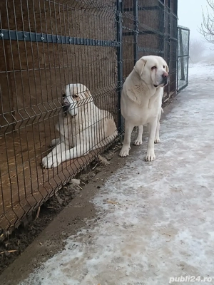 Mascul și femelă ciobănesc de Asia Centrală - imagine 4