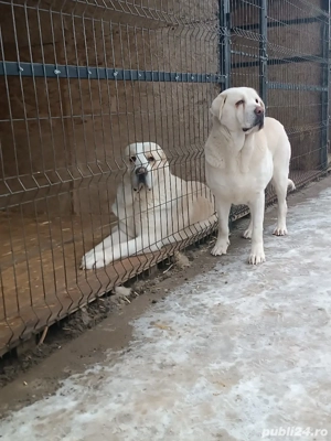 Mascul și femelă ciobănesc de Asia Centrală