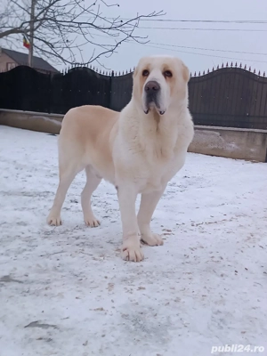 Mascul și femelă ciobănesc de Asia Centrală - imagine 3