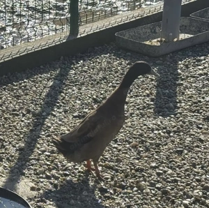 Se vinde familie de rațe khaki Champbell