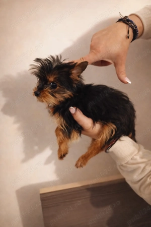 Yorkshire terrier Tea cup  - imagine 2