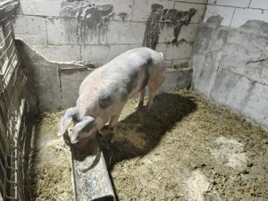 Vier disponibil  - imagine 2