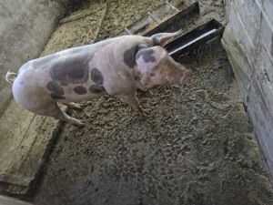 Vier disponibil  - imagine 3