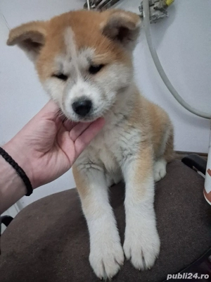 Căței Akita Inu japonez