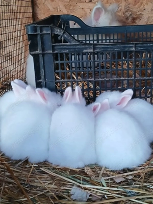 Iepuri cap de leu - imagine 4