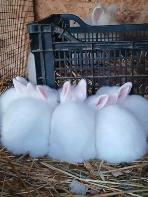 Iepuri cap de leu - imagine 3