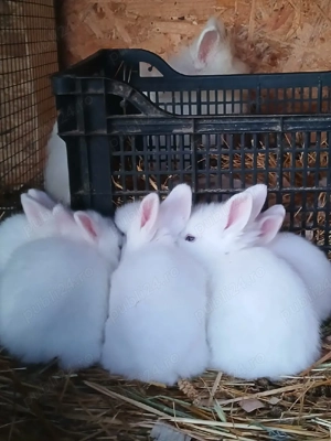 Iepuri cap de leu - imagine 2