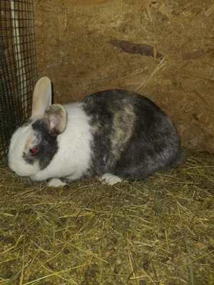 Iepuri cap de leu - imagine 5