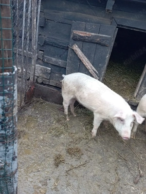 Vând porc  - imagine 2