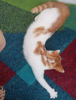 Adopție pisici  - imagine 4