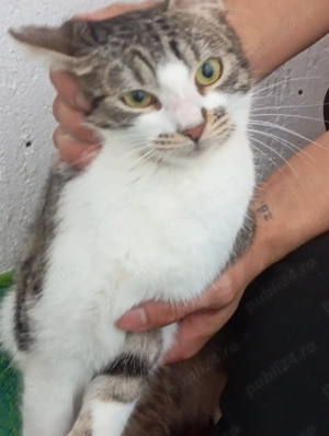 Adopție pisici  - imagine 5