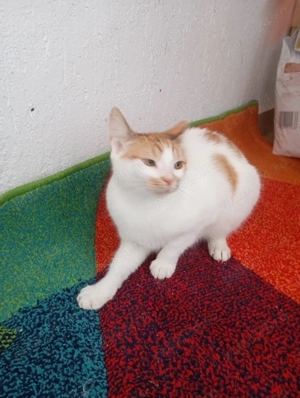 Adopție pisici  - imagine 3