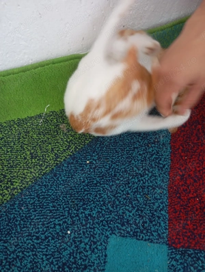 Adopție pisici  - imagine 2