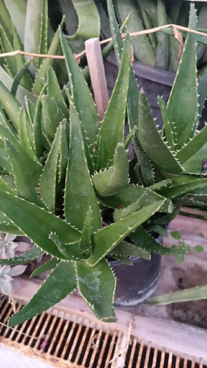 aloe vera 