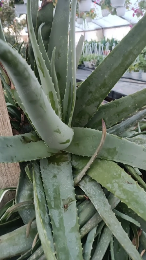aloe vera  - imagine 2
