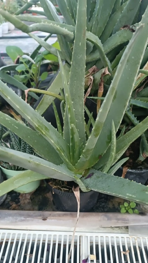 aloe vera  - imagine 3