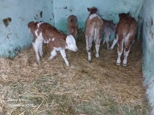 vand vitei - imagine 3