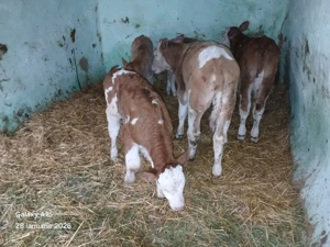 vand vitei - imagine 2