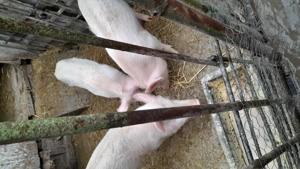 Șuldani de vânzare! ! - imagine 4