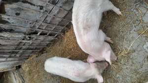 Șuldani de vânzare! ! - imagine 2