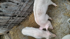 Șuldani de vânzare! ! - imagine 3