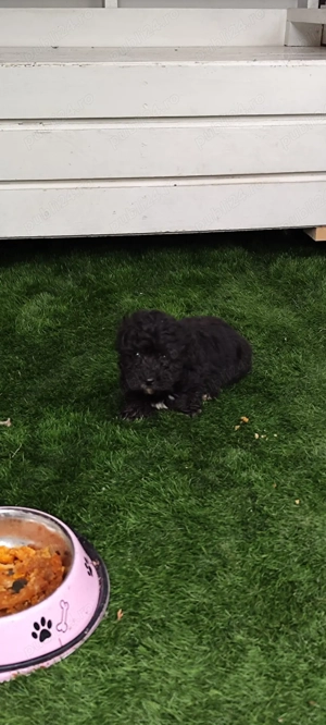 catei  maltezi  - imagine 3