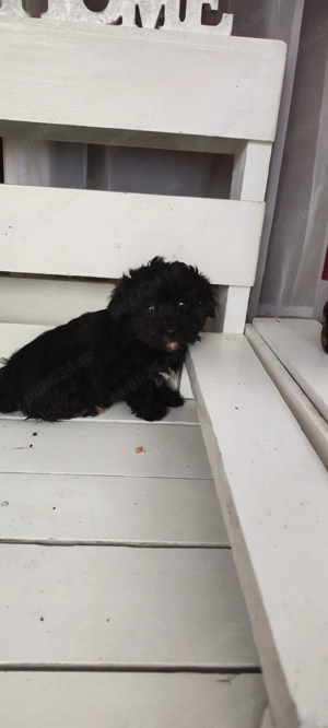 catei  maltezi  - imagine 2