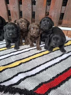Labrador retriever ciocolatiu  - imagine 2