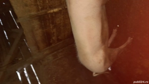 Porc gras de  vânzare. 