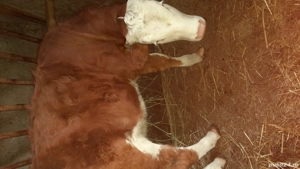 Vițeaua de vânzare  . - imagine 3