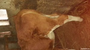 Vițeaua de vânzare  . - imagine 4