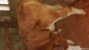 Vițeaua de vânzare  . - imagine 2