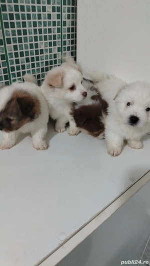 Vand pui caine bichon