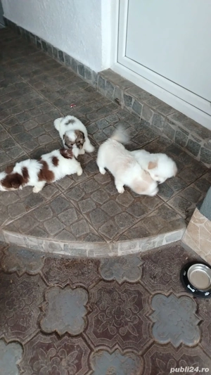 Vand pui caine bichon - imagine 5