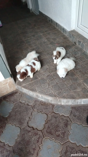 Vand pui caine bichon - imagine 4