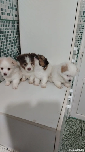 Vand pui caine bichon - imagine 2