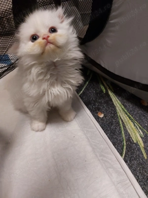 Puiuti pufosi de pisica persana - imagine 2