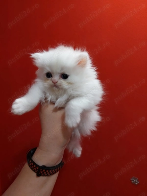 Puiuti pufosi de pisica persana