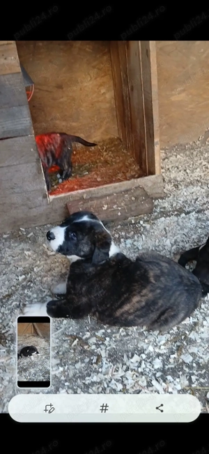 O femeluta de asia centrala - imagine 3