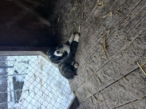 O femeluta de asia centrala - imagine 2