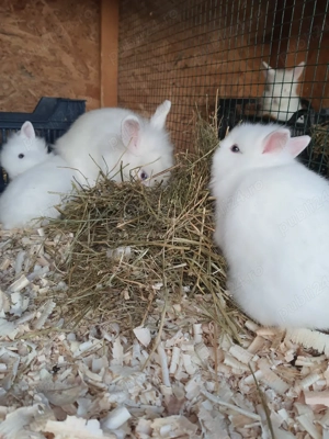 Iepuri cap de leu pitici - imagine 3