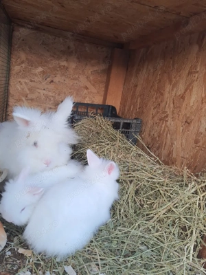 Iepuri cap de leu pitici - imagine 4